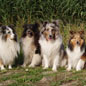 De gauche � droite : Tyrol, Nelson, Nougatine, Pamela et Laurel.