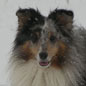 Phako Bleu du Grand Pr� d'Ortignac, � Laure JAQUINET.