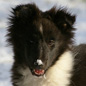 Eagle-Eye Lorelei from Shamrock River d�couvre la neige ! (Propri�taire : Lex Gatineau)