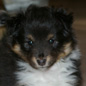 Black Cheyenne Moonsong of Shelindal� � 5 semaines 1/2. Propri�taire et productrice : Lex GATINEAU.