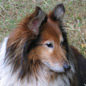 Garrison, 14 ans 1/2, le plus doux et tranquile de la 