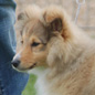 Calliop� Blonde de Bassompierre. Propri�taires et producteurs : M et Mme BRANCATISANO.
