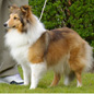 Aurey Blonde du Grand Pr� d'Ortignac (EXC), � Alain CANOVAS.