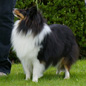 Vayla d'Or Noir de l'Orchid�e d'Emeraude (8�me EXC). Propri�taire et productrice : Corinne MORPELLI.