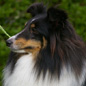 Vayla d'Or Noir de l'Orchid�e d'Emeraude (8�me EXC). Propri�taire et productrice : Corinne MORPELLI.