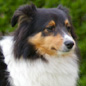 Vanille Brune du Grand Pr� d'Ortignac (EXC) � Pascal CHIGNOLI.