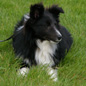 Cooper Noir du Grand Pr� d'Ortignac (AP) � M. et Mme JANNIERE.