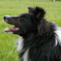 Cooper Noir du Grand Pr� d'Ortignac (AP) � M. et Mme JANNIERE.