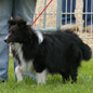 Cooper Noir du Grand Pr� d'Ortignac (AP) � M. et Mme JANNIERE.