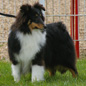 Choupy Brun du Grand Pr� d'Ortignac (1er TP) � Val�rie MOREAU-BONDU.
