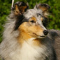 Blue Dun des F�es du Pays Noir (4�me EXC), � Nad�ge KOSMALSKI.