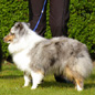 Beauty Love Blue du Grand Pr� d'Ortignac (3�me EXC), � Val�rie MOREAU-BONDU.