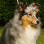 Blue Dun des F�es du Pays Noir (4�me EXC), � Nad�ge KOSMALSKI.