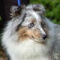 Beauty Love Blue du Grand Pr� d'Ortignac (3�me EXC), � Val�rie MOREAU-BONDU.