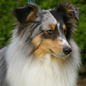 Blue Boomer of Wind River (1er EXC). Propri�taire et productrice : Genevi�ve DAKAN.