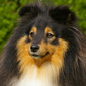 Balto de la Vall�e du Mainland (4�me EXC), � Marcel LASSADE.