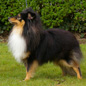 Balto de la Vall�e du Mainland (4�me EXC), � Marcel LASSADE.