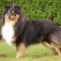 Balto de la Vall�e du Mainland (4�me EXC), � Marcel LASSADE.
