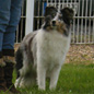 Cheyenne Blue of Wind River (EXC). Propri�taire et productrice : Genevi�ve DAKAN.