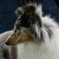 Cheyenne Blue of Wind River (EXC). Propri�taire et productrice : Genevi�ve DAKAN.