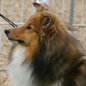 Com�te d'Or du C�dre Enchant� (1�re EXC). Propri�taire et productrice : Val�rie MOREAU-BONDU.