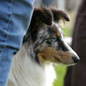 Cheyenne Blue of Wind River (EXC). Propri�taire et productrice : Genevi�ve DAKAN.