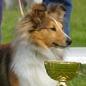 Candy Gold du Puits Saint Loup (6�me EXC), � Mme DEREUMETZ.