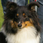 Coco Chanel de la Vall�e du Mainland (10�me EXC), � Marcel LASSADE.