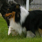 Chizz-Burger Black des Tendres Caresses (2�me EXC), � M. et Mme VOISIN.