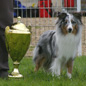 Billy Blue de l'Orchid�e d'Emeraude, 1er EXC et Meilleur Jeune. Propri�taire et Productrice : Corinne MORPELLI.