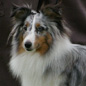 Billy Blue de l'Orchid�e d'Emeraude, 1er EXC et Meilleur Jeune. Propri�taire et Productrice : Corinne MORPELLI.