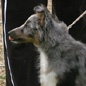 Capcir des Bordes Rouges (5�me TP) au jugement de la classe puppy m�le. Propri�taire : Virginie LACOURT.