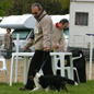 Cyrius Black des Bagani�res (2�me TP), aux allures. Propri�taires : Fran�oise VERNON.