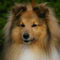 Timon du Jardin d'Ang�lique (4�me EXC) � M. et Mme LACROIX.
