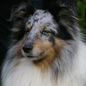 Ulan Bleu du Grand Pr� d'Ortignac (5�me EXC) aux allures. Propri�taire : Evelyne SANNER.