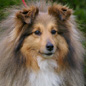 Roxanne du Jardin d'Ang�lique (3�me EXC). Propri�taire et productrice : F�licia DECHALOU.