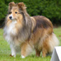Malia Blonde de Loucambo (4�me EXC) � M. et Mme GIRAULT.
