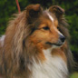 Rumba Land Blonde (1�re EXC). Propri�taire et producteur : Roland TOUZEAU.