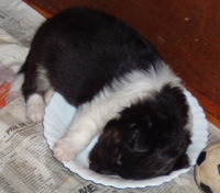 Gio bébé qui dort dans son assiette !